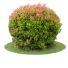 Landscaping & Gardening Services