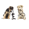 Pet Services