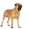 Dogs & Puppies