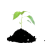 Feeds Supplements & Seeds
