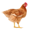 Farm Animals